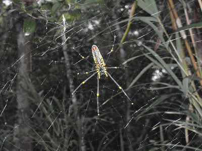 c0180460_9522437.jpg