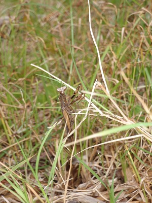 c0180460_9552734.jpg
