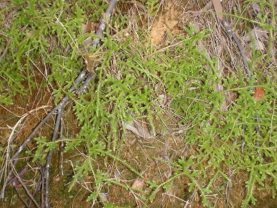 c0180460_9555270.jpg