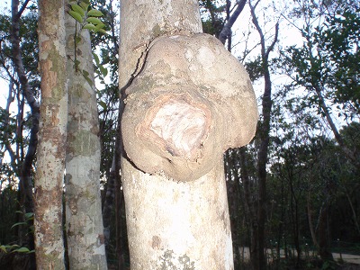 c0180460_9564323.jpg