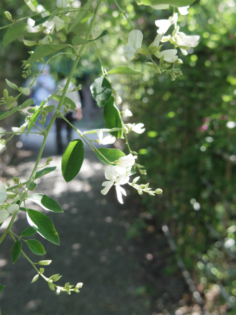 萩のトンネル～♪向島百花園_d0152261_21333811.jpg