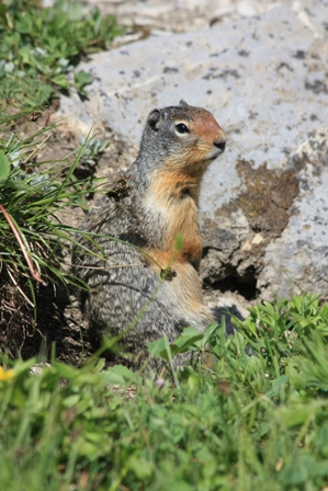 カナディアン・ロッキー旅行2011＜３日目>Sunshine Meadowsでハイキング_a0100975_21333110.jpg