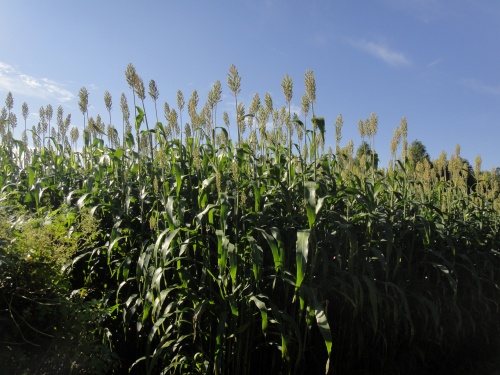 玖珠の万年山（大分県玖珠町）_d0182075_4214898.jpg