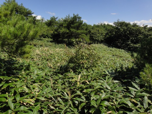 玖珠の万年山（大分県玖珠町）_d0182075_4353583.jpg