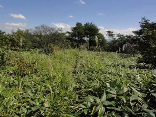 玖珠の万年山（大分県玖珠町）_d0182075_4451245.jpg