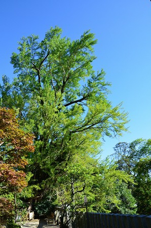 一言主神社（ひとことぬしじんじゃ）_c0229483_2237780.jpg