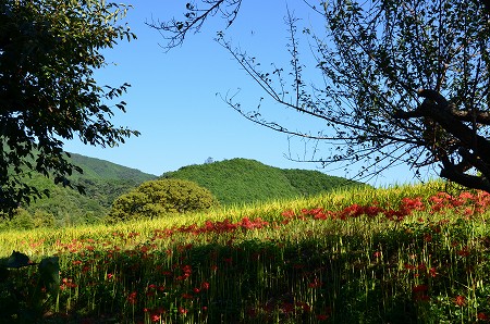 一言主神社（ひとことぬしじんじゃ）_c0229483_2255873.jpg