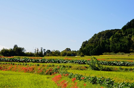 一言主神社（ひとことぬしじんじゃ）_c0229483_22563568.jpg