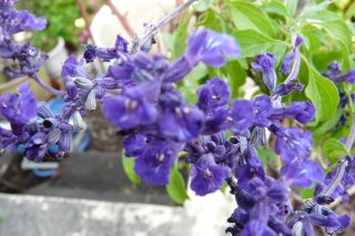 2011年10月3日 埋もれている。。_b0098584_1720079.jpg