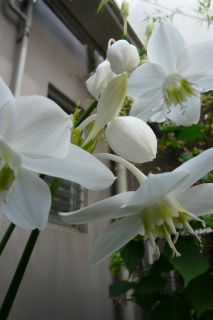 2011年10月3日 埋もれている。。_b0098584_17201629.jpg
