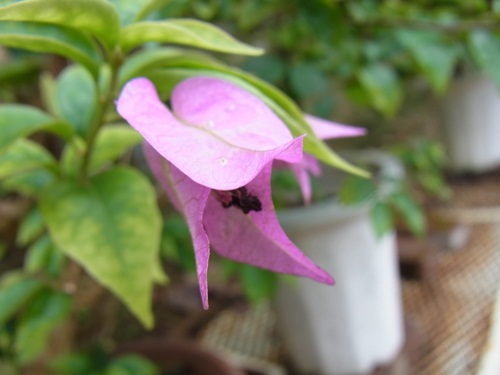 mon*chouchou　　花みどり公園_e0241391_2342573.jpg