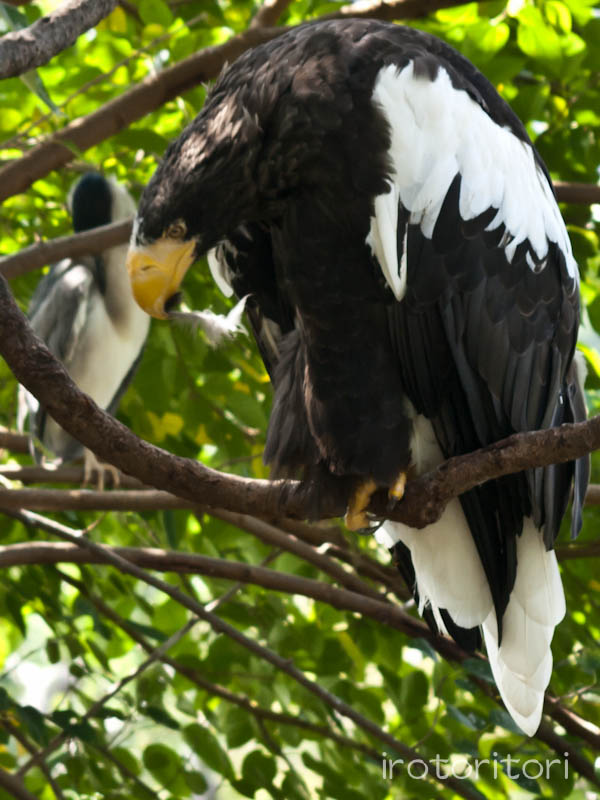 上野動物園　オオワシ　　2011/10/02_d0146592_14542355.jpg