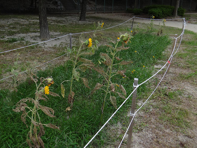 ブタクサハムシ（大濠公園 2011/09/16撮影）_f0204094_22154990.jpg