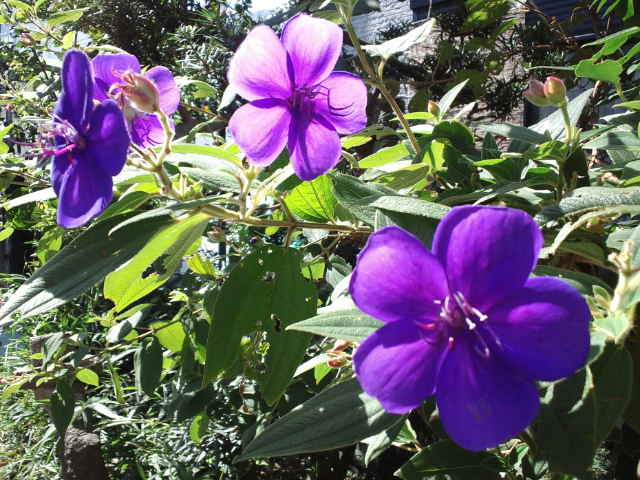 f0077595_12315312.jpg
