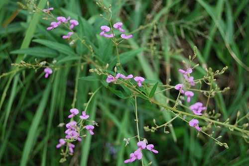 c0124100_016715.jpg