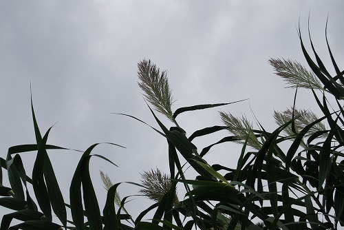 c0124100_017491.jpg