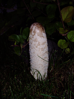 d0143907_4244799.jpg