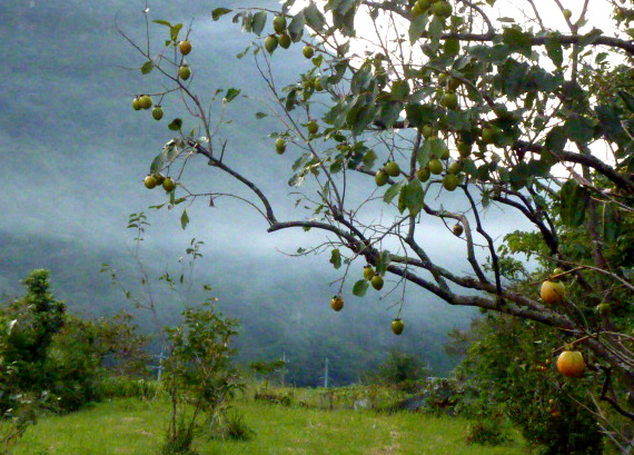 a0080610_23223464.jpg
