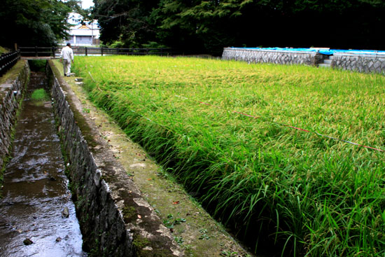 稲荷大社 秋の祭_e0048413_2004384.jpg