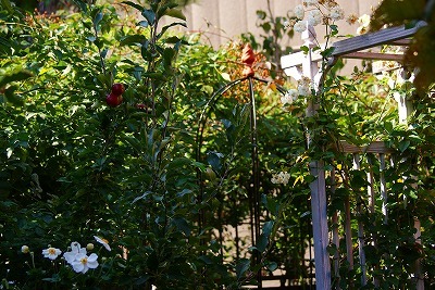 f0170524_1132710.jpg