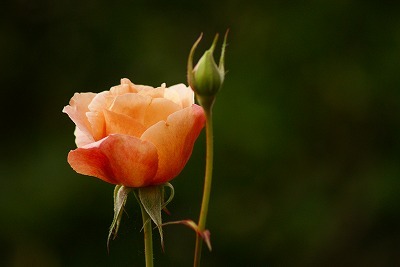 f0170524_11341763.jpg