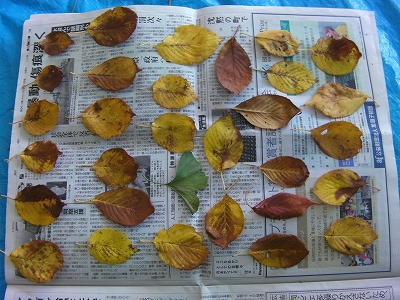2011年 おとどけアート 稲積小学校 「秋の秘密基地」 小助川裕康_a0062127_16362542.jpg