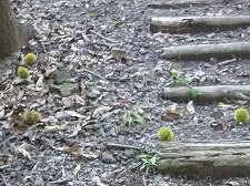 錦谷温泉 せせらぎの郷 華じ花 大分の温泉_d0086228_16173036.jpg