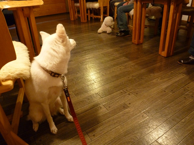 犬連れ旅行　北海道　その1_a0024829_8254588.jpg