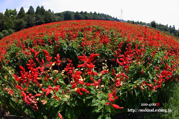 《花》　サルビア（2）　10-17mm魚眼　（大宮花の丘）_c0080036_23582065.jpg