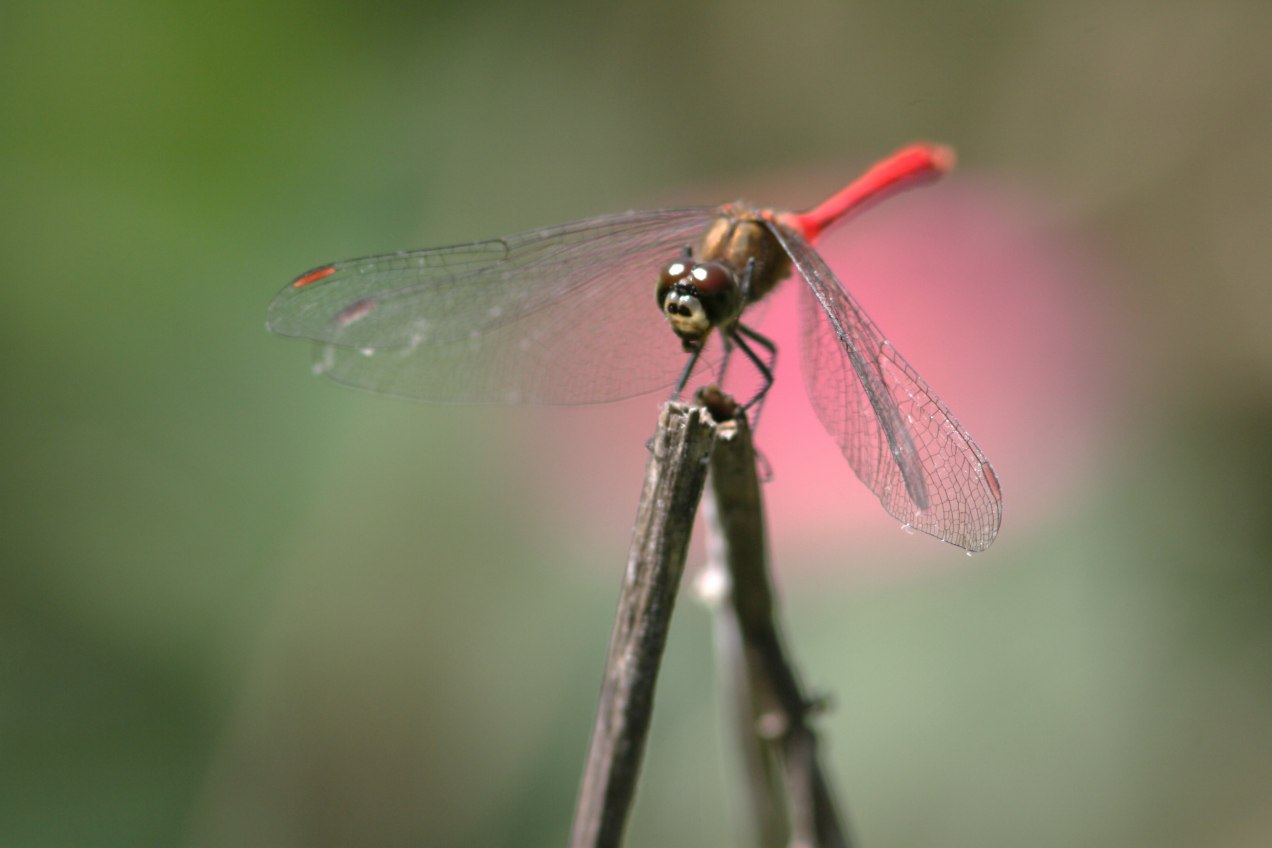 c0172139_95783.jpg
