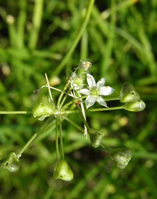 畑の隅のニラ Garlic chives_f0206939_19111234.jpg