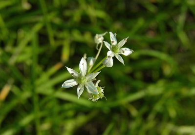 畑の隅のニラ Garlic chives_f0206939_19114062.jpg