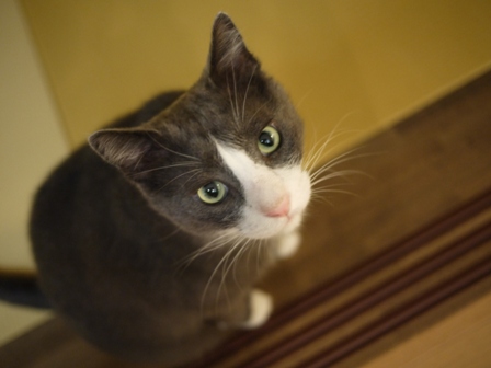 猫のお友だち カン太くん編。_a0143140_23145421.jpg