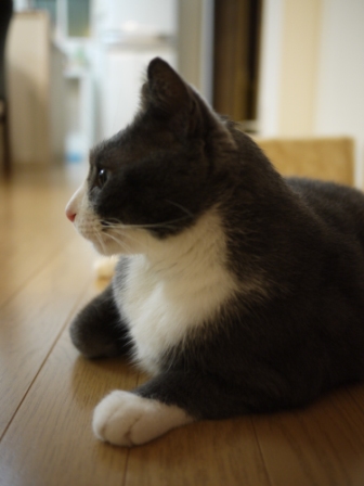 猫のお友だち カン太くん編。_a0143140_23165765.jpg