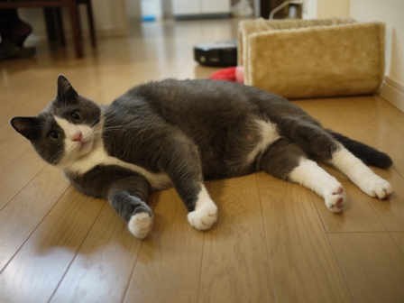 猫のお友だち カン太くん編。_a0143140_23184340.jpg