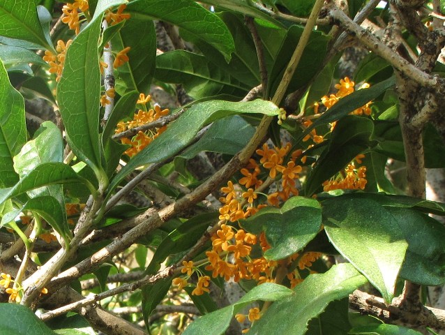 e0172840_15212269.jpg