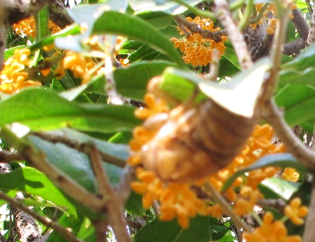e0172840_15223413.jpg
