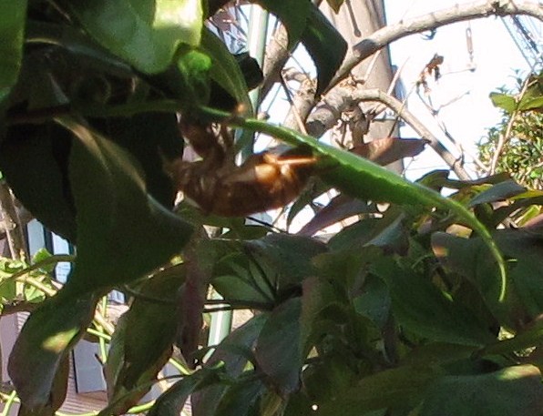 e0172840_15232326.jpg