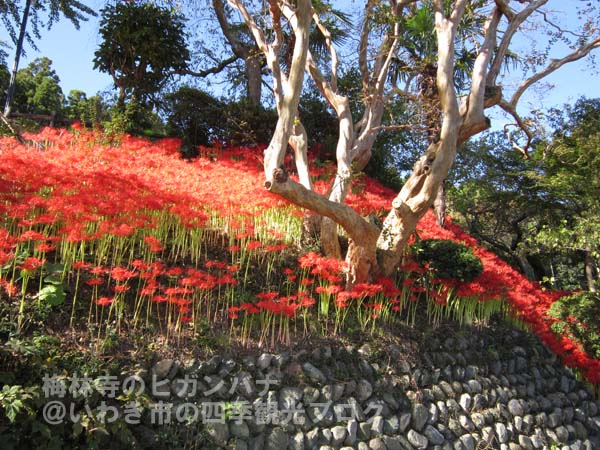 10月4日　梅林寺のヒガンバナ_f0105342_16144872.jpg