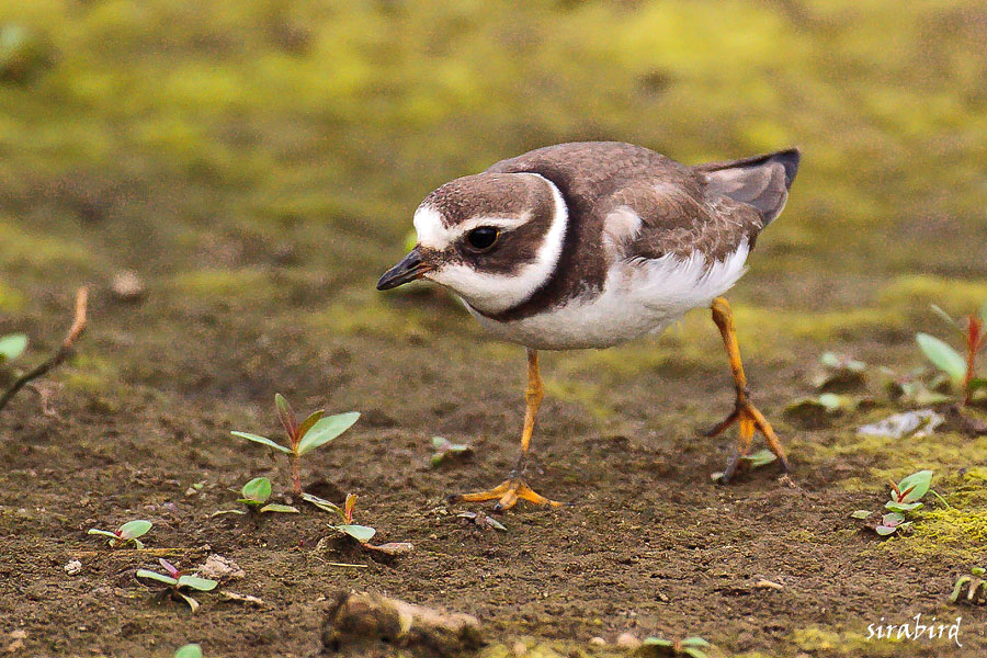 ハジロコチドリ 旅鳥 羽白小千鳥 全長約19 チャレンジ 日々の散歩道