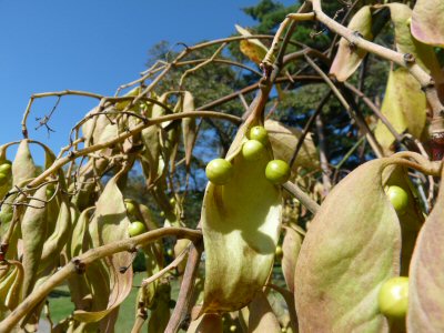 八ヶ岳薬用植物園_f0019247_23452733.jpg