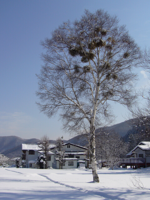 スキーシーズンの写真 - その1_e0248949_2233387.jpg