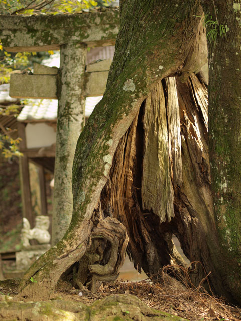 弓削神社_b0172252_19502230.jpg