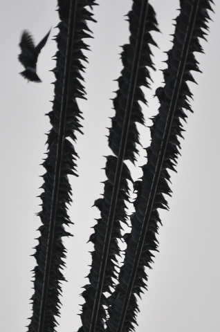 b0165760_20414090.jpg