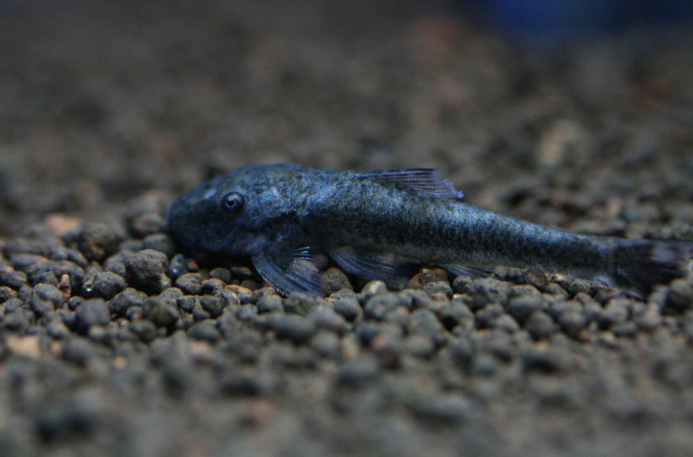 オトシンの紹介です ビーボックスアクアリウム松戸店 熱帯魚 水草情報