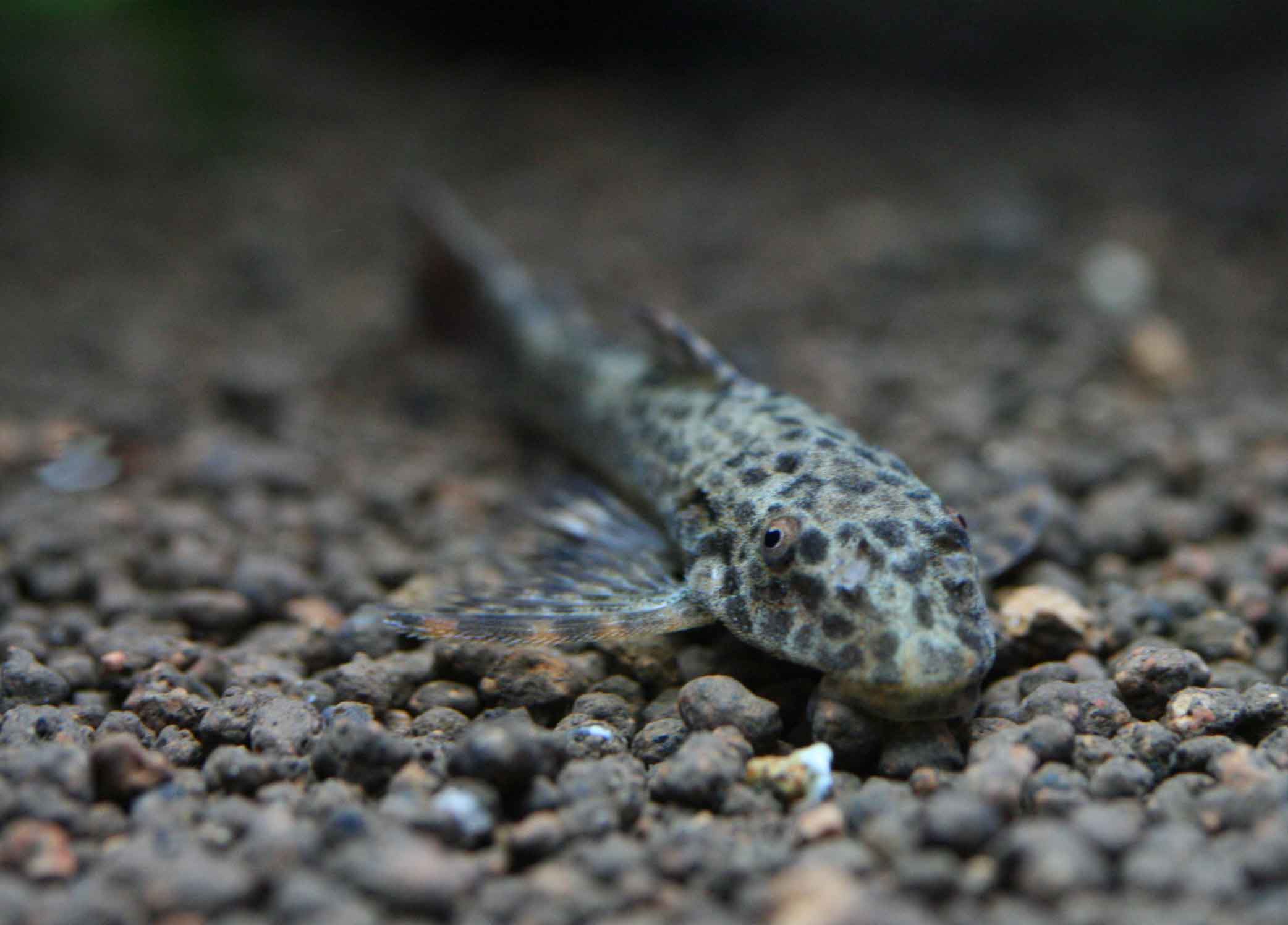 オトシンの紹介です ビーボックスアクアリウム松戸店 熱帯魚 水草情報
