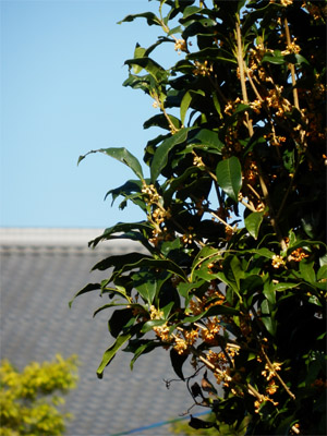 f0185066_9321685.jpg