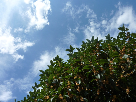e0207477_8585544.jpg
