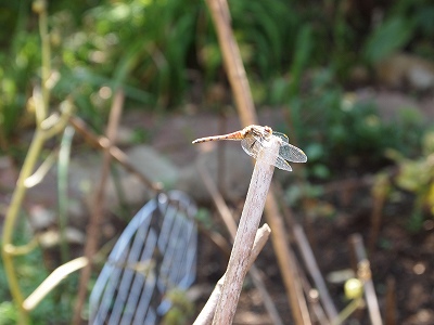 e0008887_2024975.jpg