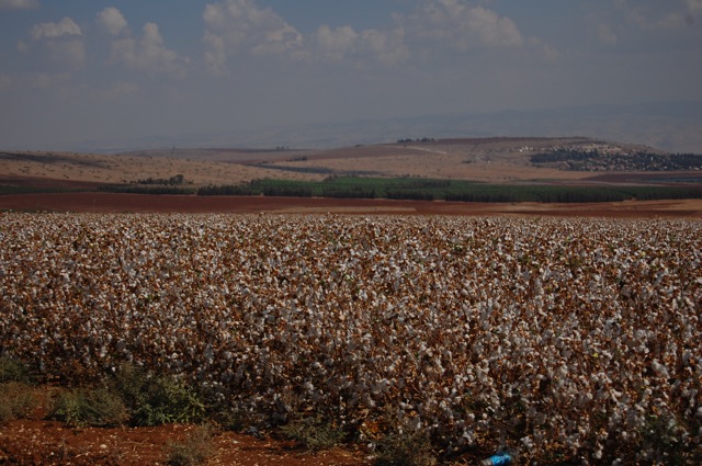 綿花畑 イスラエル クエスト